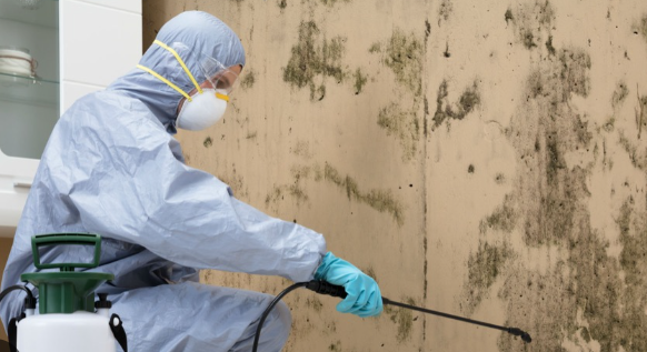 Scaling Your Mold Removal Business Through Lead Generation